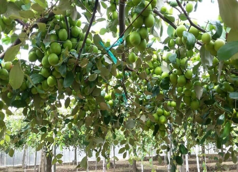 Cây táo Ninh Thuận