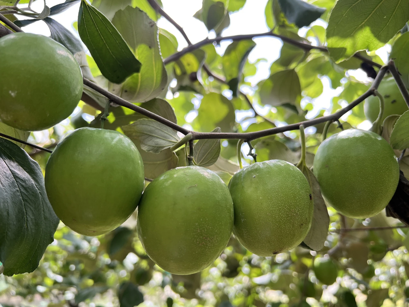 Giới thiệu về táo Ninh Thuận
