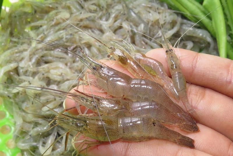 tép rang khế 2