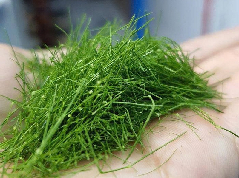 tép rang lá chanh ảnh 2