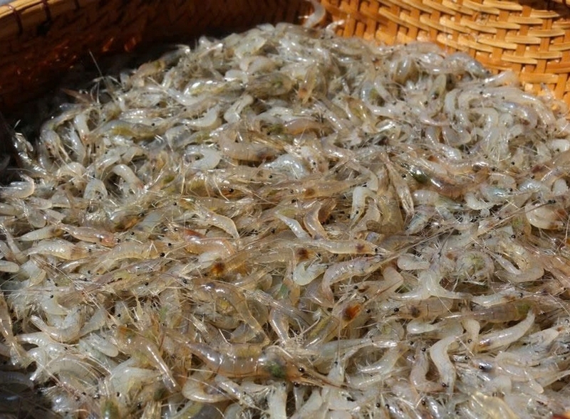 tép rang lá chanh ảnh 3