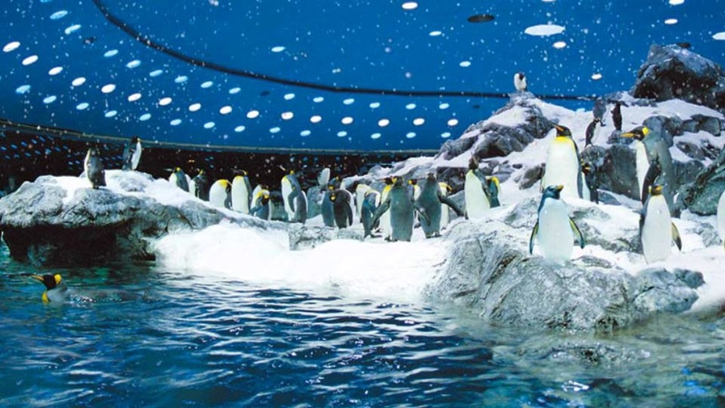 Penguinarium