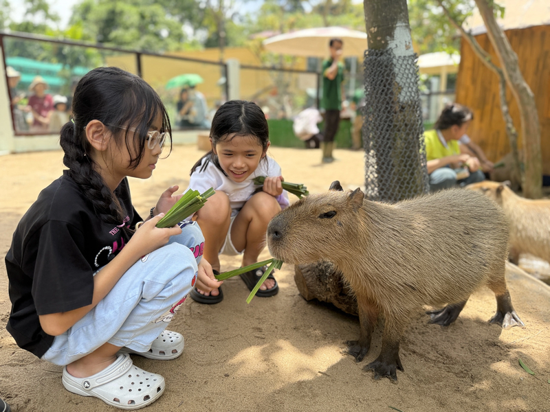 tết dương lịch 2026 đi đâu chơi thao cam vien.png