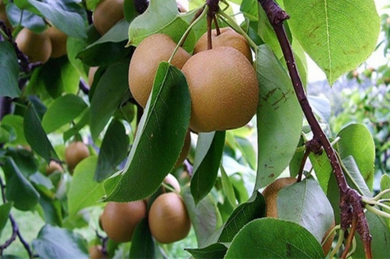 Lê rừng/mắc cọp Sapa