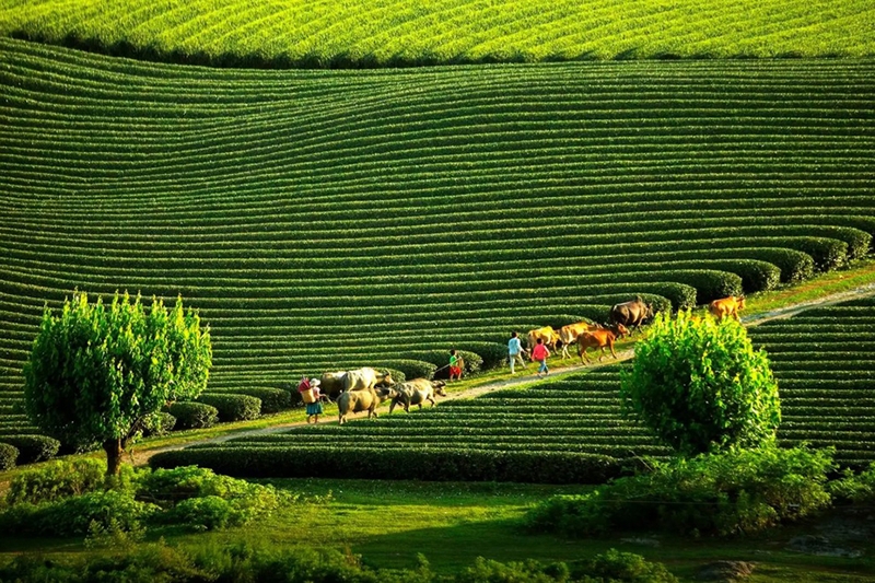 Tháng 7 nên đi du lịch ở đâu Việt Nam 6