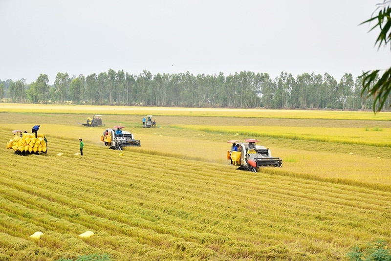 Thị trấn Mỹ Luông của An Giang 4