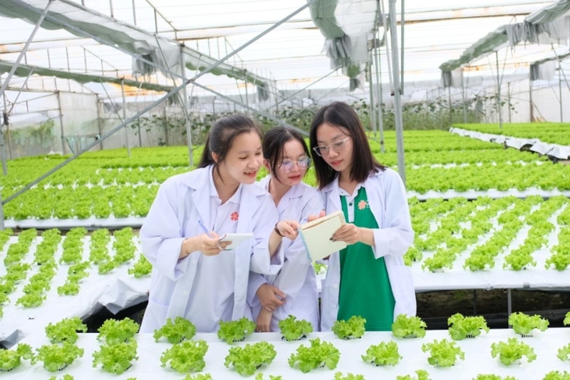 Toán Văn Hóa là khối gì (ảnh 3)