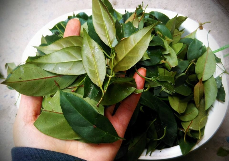 Thịt trâu lá lồm (hình 4)