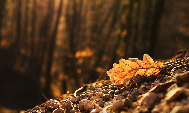 Thơ 7 chữ về mùa thu