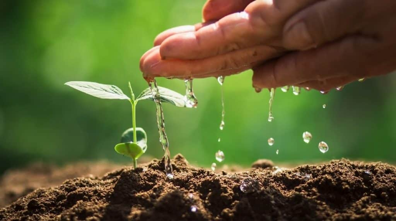 Vì sao Thuỷ sinh Mộc?
