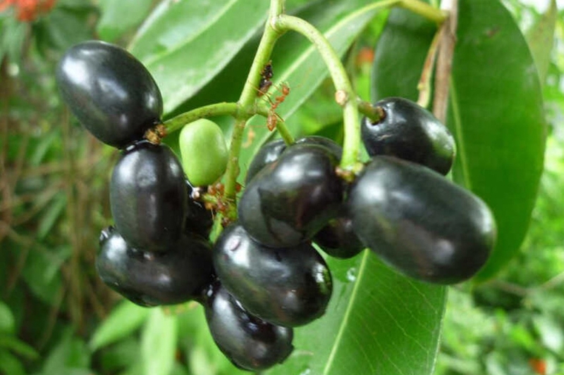 Tìm hiểu về trái trâm 6