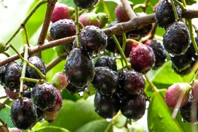 Tìm hiểu về trái trâm 1