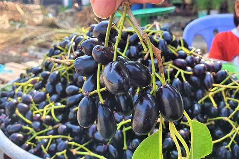 Trái trâm là gì? Tác dụng bất ngờ về sức khỏe và cách sử dụng sao cho ...