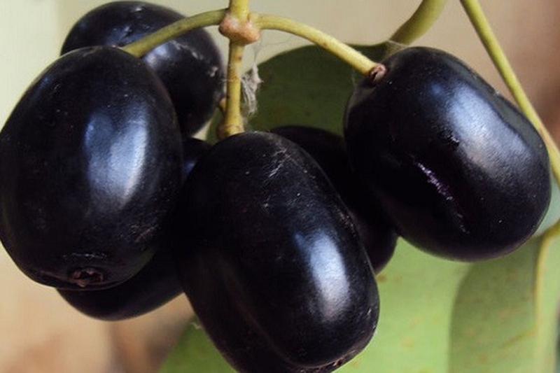 Trái trâm là gì? Tác dụng bất ngờ về sức khỏe và cách sử dụng sao cho ...