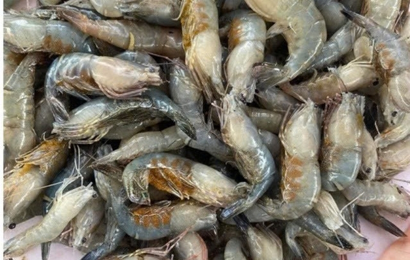 Tôm bầu sông ảnh 1