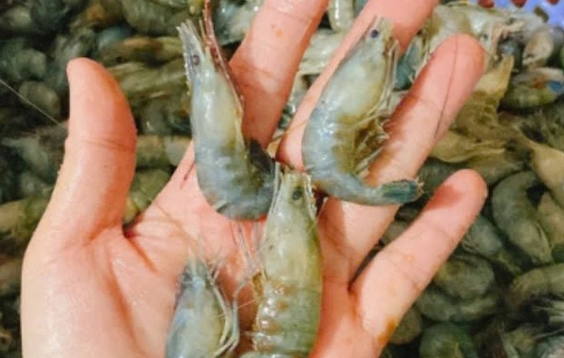 Tôm bầu sông ảnh 2