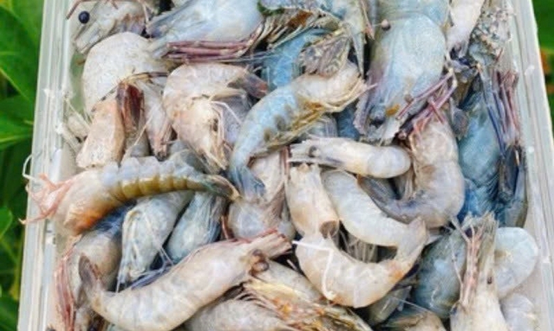 Tôm bầu sông ảnh 4