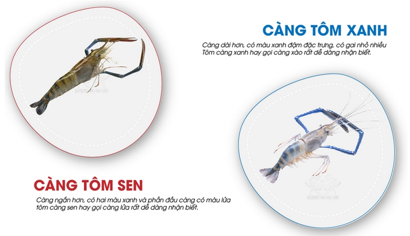 Phân biệt tôm càng sen và tôm càng xanh