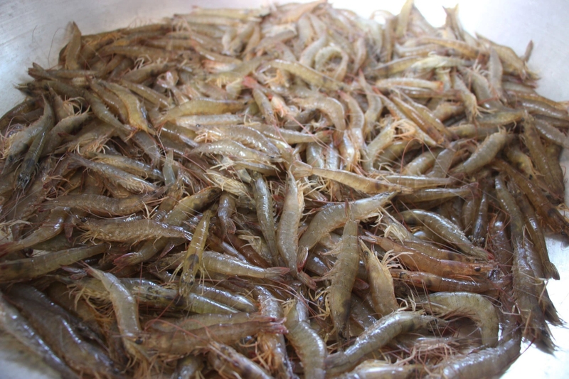 Tôm đất 2