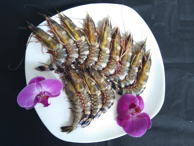 Tôm sắt biển 5