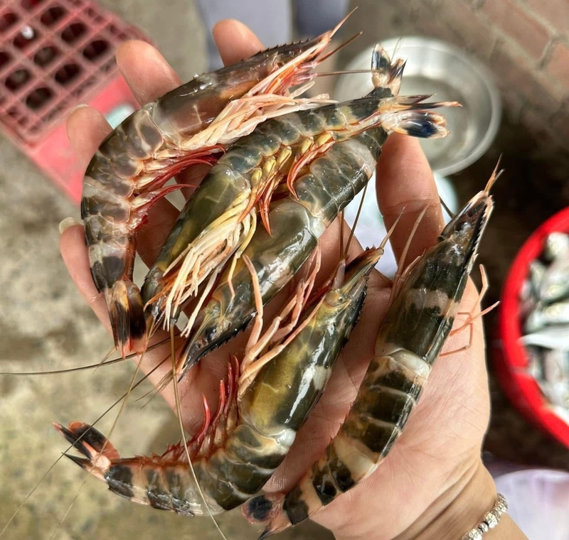 Tôm sắt biển 6