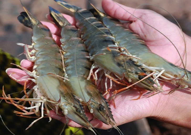 tôm sú nướng phô mai ảnh 6