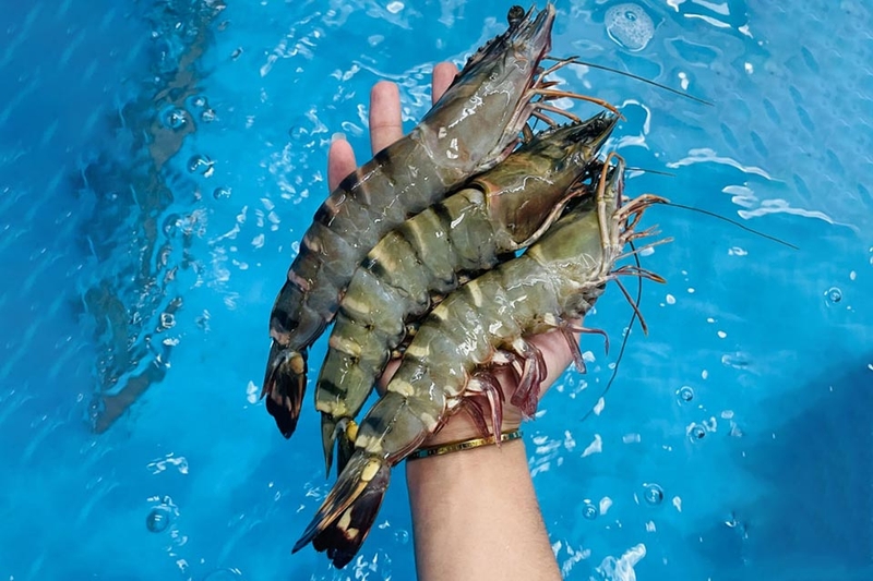 Tôm sú nướng phô mai - 09