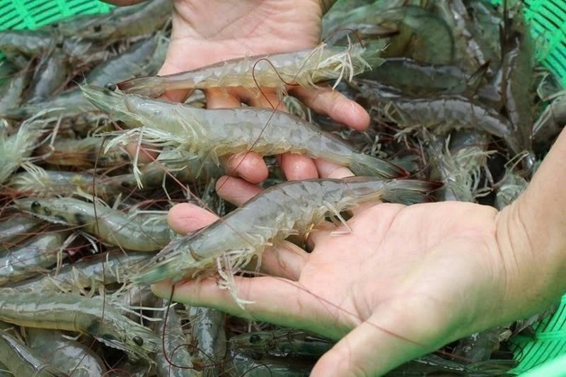 tôm tái chanh ảnh 2