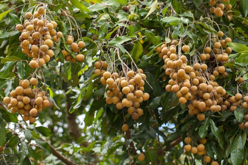 trà nhãn (ảnh 1)