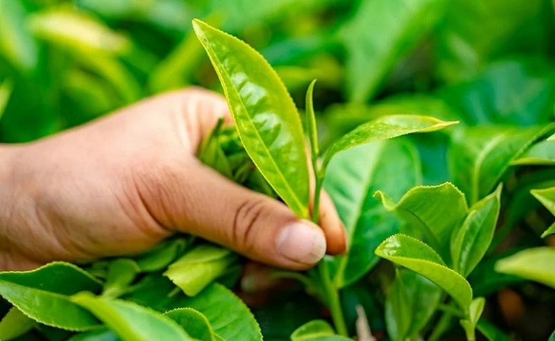 Trà xanh Không Độ bao nhiêu calo ảnh 1