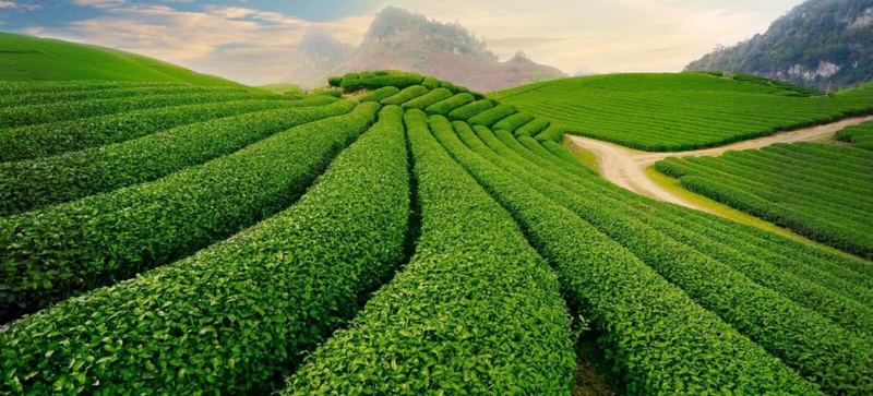 Đồi chè