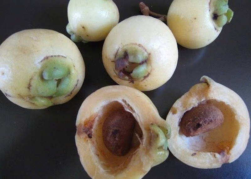 Trái lý ảnh 3