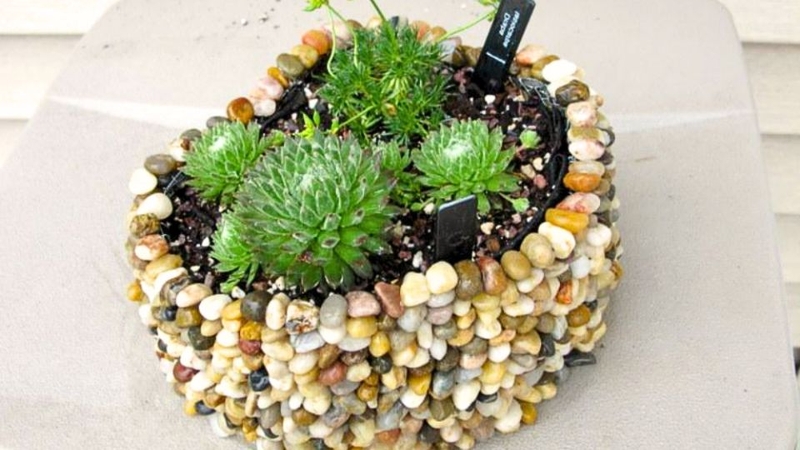 Trang trí chậu hoa bằng đá sỏi