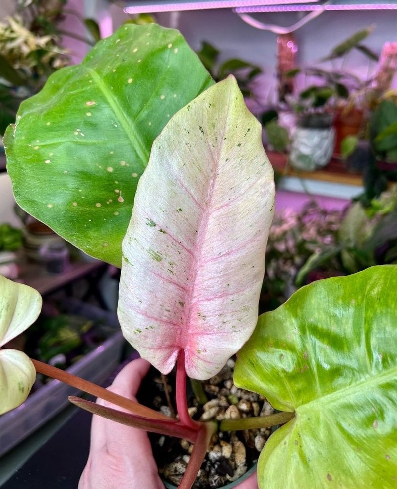 trầu bà 19