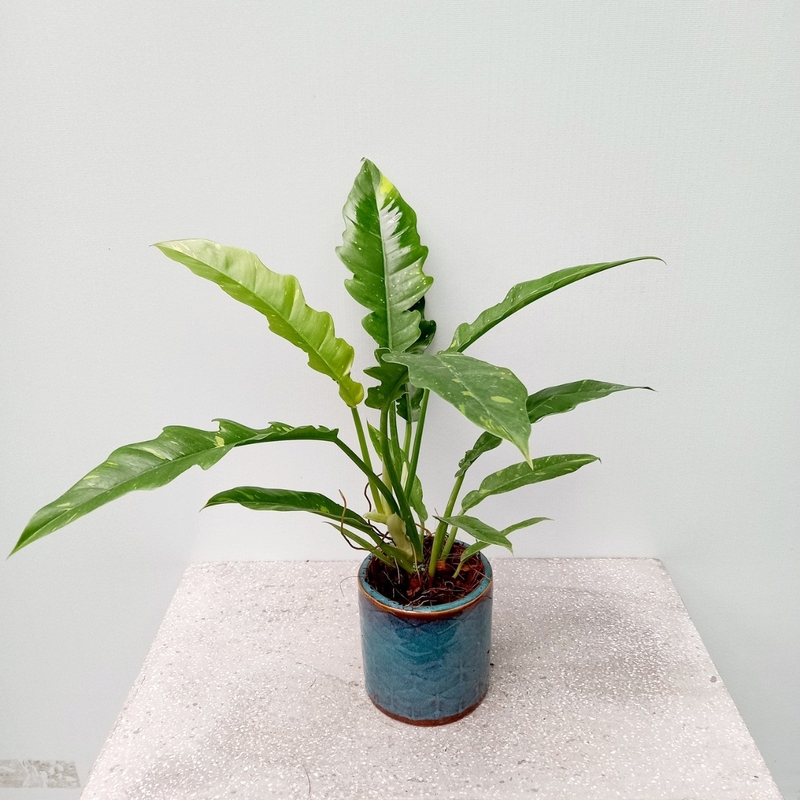 trầu bà 20