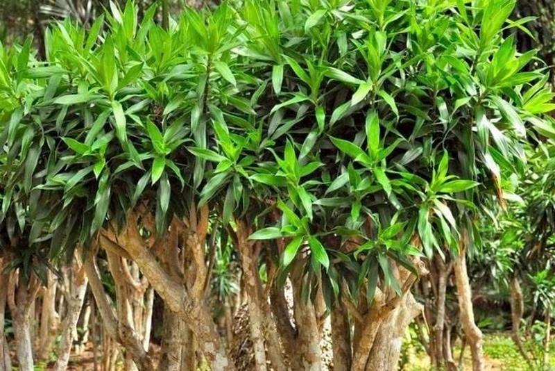 Trúc bách hợp ảnh 2