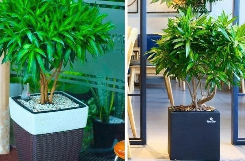 Trúc bách hợp ảnh 3