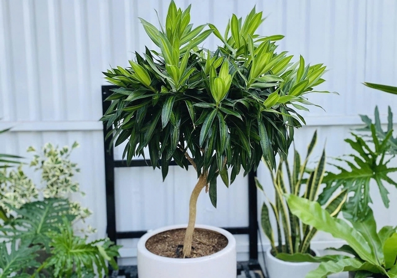 Trúc bách hợp ảnh 4