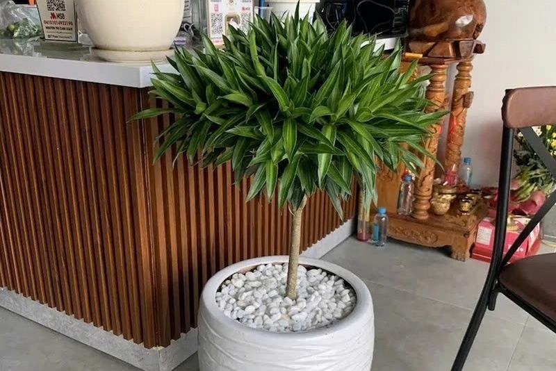 Trúc bách hợp ảnh 5