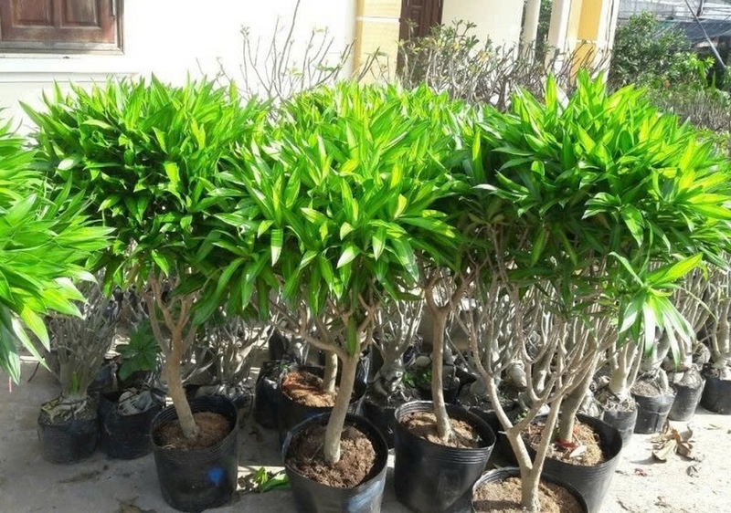 Trúc bách hợp ảnh 6
