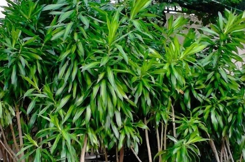 Trúc bách hợp ảnh 7