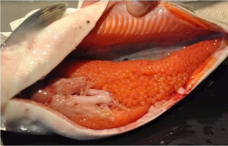 trứng cá chép làm món gì ngon ảnh 2