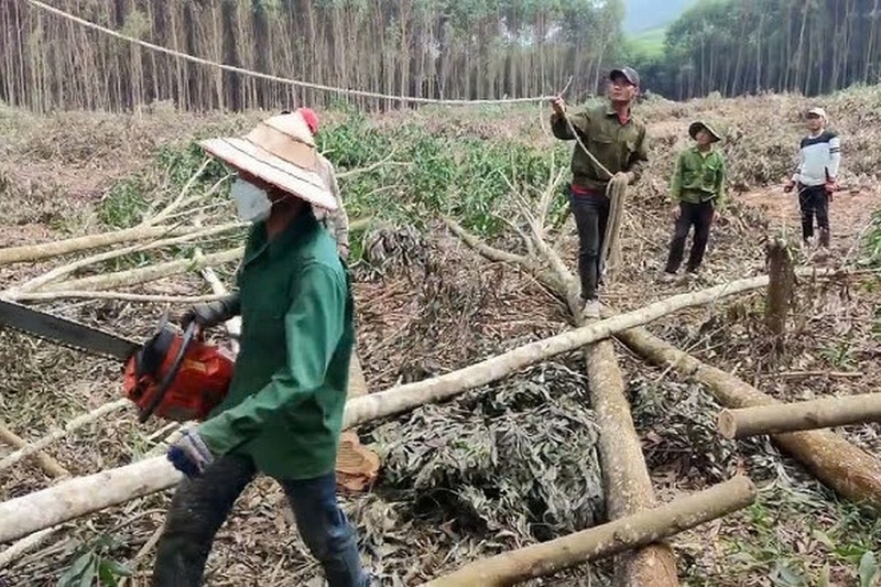 vải Acacia ảnh 3