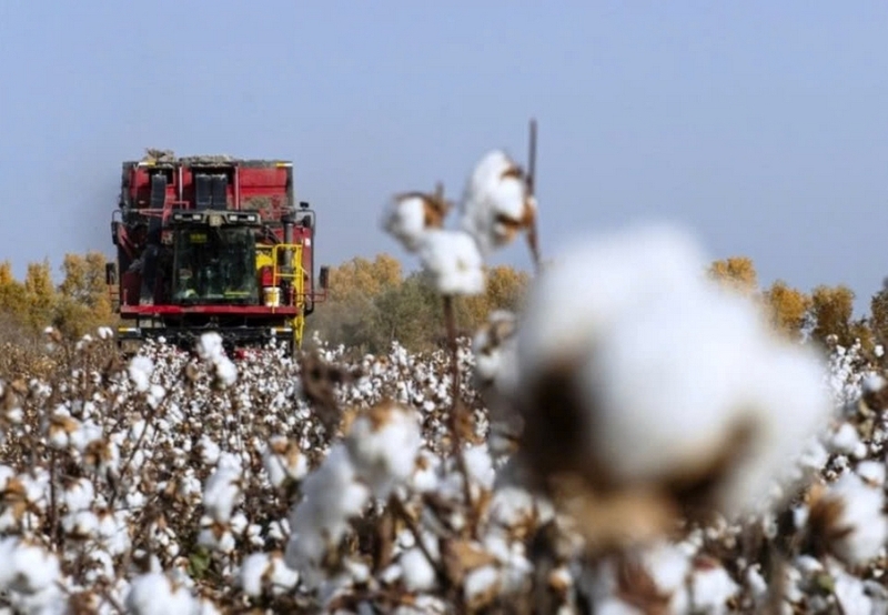 Vải cotton lụa ảnh 2