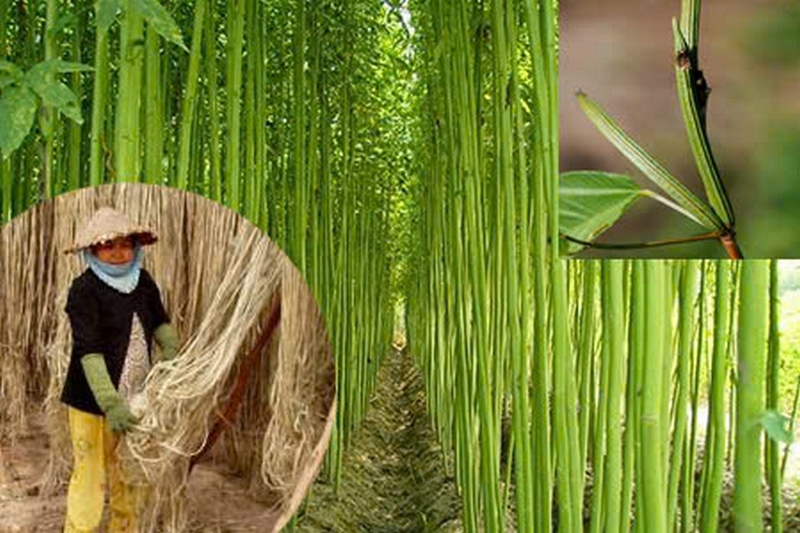 vải đay ảnh 2