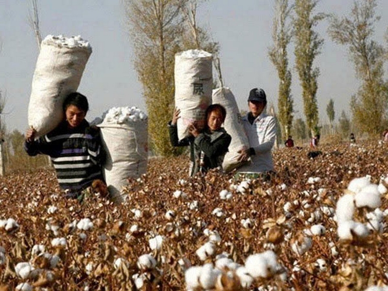 Vải kaki là gì? Nguồn gốc và quy trình sản xuất chất liệu kaki ảnh 2