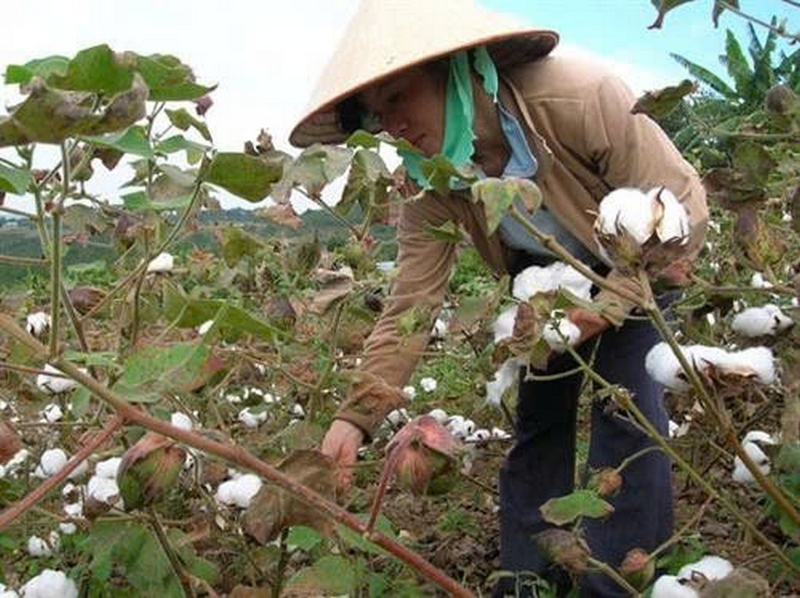 Vải nỉ da cá ảnh 2