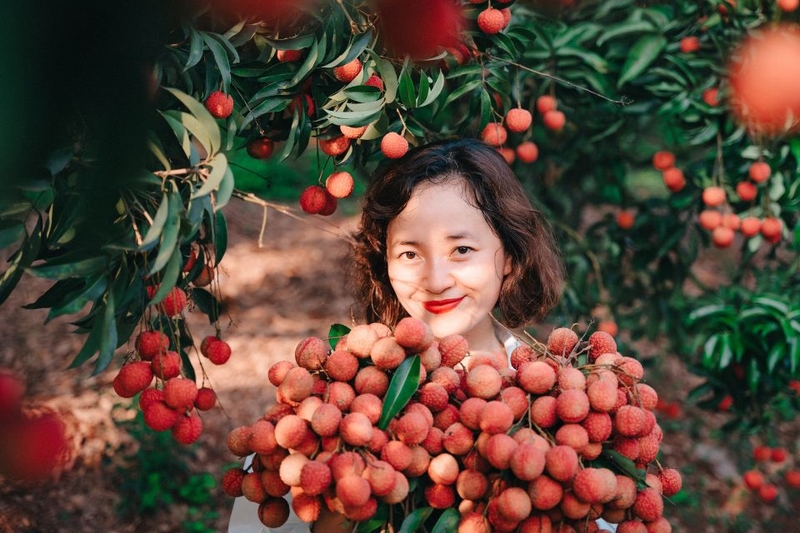 Vải thiều bao nhiêu 1kg? Mua ở đâu tươi ngon