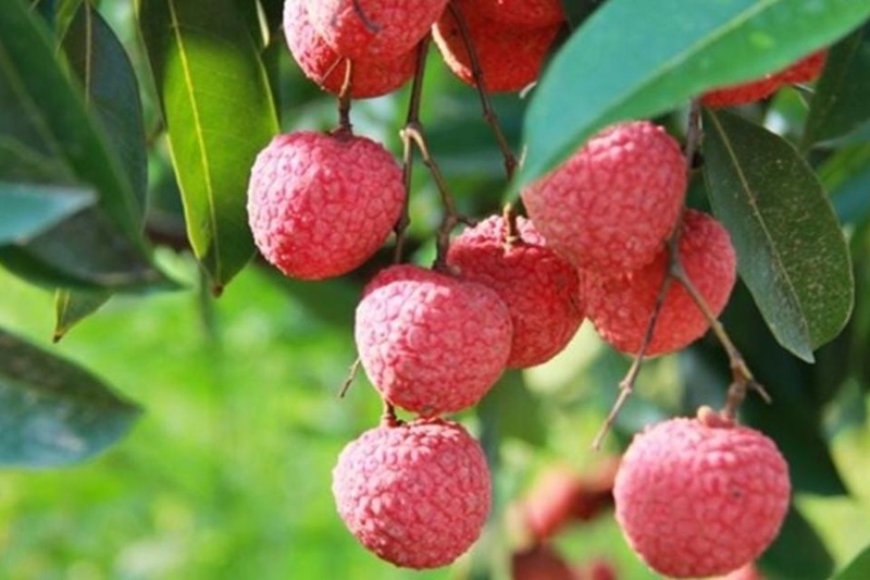 Nguồn gốc, xuất xứ của vải thiều