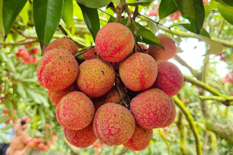 Tác dụng của vải thiều đối với sức khỏe